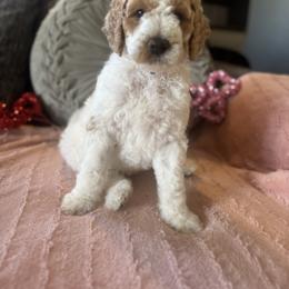 Mr. Omar (gray) - male Goldendoodle puppy in Fayettville Ar, Arkansas from Ozark Bulldogs and doodles