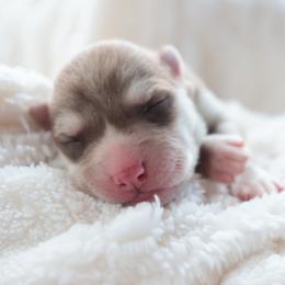 Canyon - Red and white female Siberian Husky puppy in Bly, Oregon from Hill Top Huskies