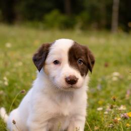 Lima Bean - White and red female Border Collie puppy in Jefferson, Pennsylvania from Willis Farm