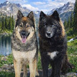Gerberian Shepsky puppies from Bransford Paw Pack/Timber Huskies