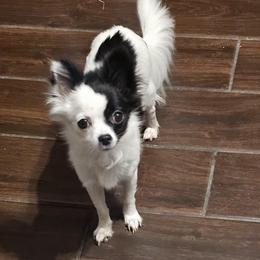 PANDA - Chihuahua