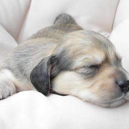 Dachshund Puppies from Dreamheart Dachshunds
