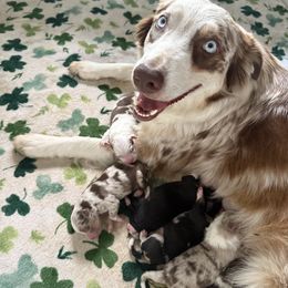 Skyy - Australian Shepherd