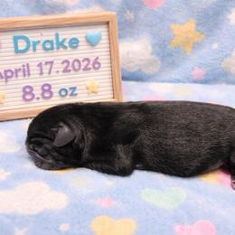 Drake - Black male Pug puppy in Broadway, Virginia from Colebrook Posh Pugs