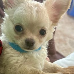 Chihuahua Puppies from Wild Mountain Chihuahuas