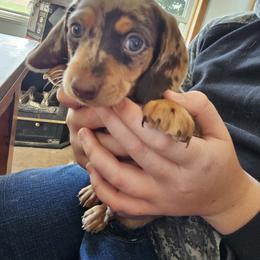 Dachshund Puppies from Heather Nelson