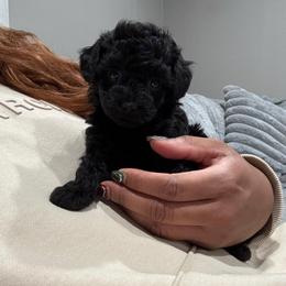Kyoto - Black female Poodle puppy in Matteson, Illinois from Poudelisse Puppy Studio