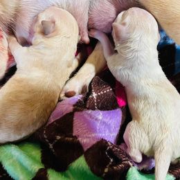 "Bailey’s 3rd litter" Chihuahua Puppies from Blue Diamond Chihuahua’s