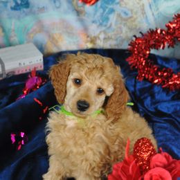 Poodle Puppies from Moyen Majestic Embrace Poodles (MOYEN ME)