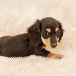 Willie - Black and tan male Dachshund puppy in Statesville, North Carolina from Lakeside Dachshunds