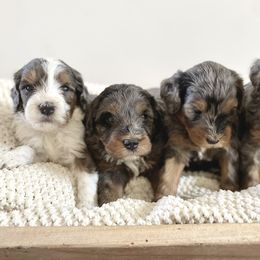 Bernedoodle puppies from Central Valley Canine Companions