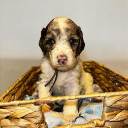 Light blue collar - Parti male Goldendoodle puppy in Sanderson, Florida from Serenity Goldendoodles