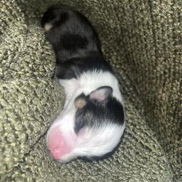 Pembroke Welsh Corgi Puppies from Wesley Morris
