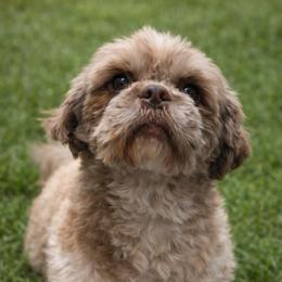 Kona - Shih Tzu