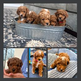 Goldendoodle puppies from Tyler Pickens