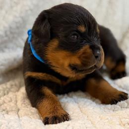 Blue - Black and mahogany male Rottweiler puppy in Kissimmee, Florida from Macht Haus Rottweilers