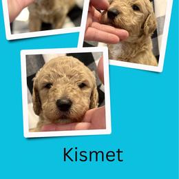Kismet - Apricot male Goldendoodle puppy in Bluefield, Virginia from Love on a Leash