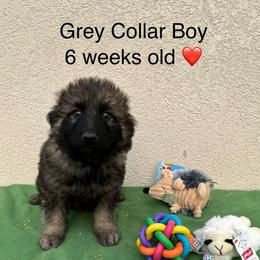 Grey Collar Boy - Sable male German Shepherd puppy in Columbus, Mississippi from Olde Wolfe German Shepherds