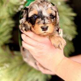 Boy 2 - Merle male Bernedoodle puppy in Salt Lake County, Utah from Coco Avenue Pups