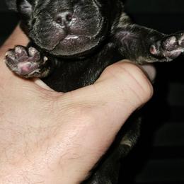 Girl 2 - Black and tan female French Bulldog puppy in High Ridge, Missouri from St Louis Frenchies
