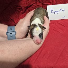 Cinnabar - White and red brindle male Whippet puppy in Alvin, Texas from Pecan Grove Akitas & Whippets