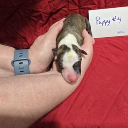 Cinnabar - White and red brindle male Whippet puppy in Alvin, Texas from Pecan Grove Akitas & Whippets