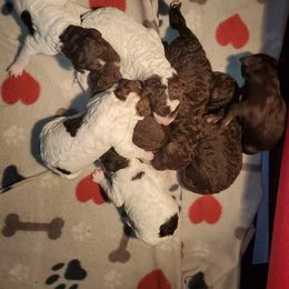 Goldendoodle Puppies from Lesia's Goldendoodles