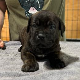 Black no collar - Black brindle male Cane Corso puppy in Paris, Texas from Knucklehead Cane Corso