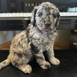 Aurora - female Golden Mountain Doodle puppy in Powell, Wyoming from Doodles of Joy