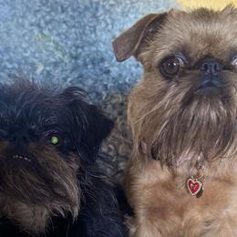 Brussels Griffons from Precious Paws Brussels Griffons