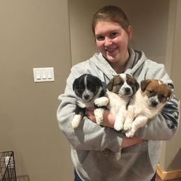 Pembroke Welsh Corgi Puppies from KBI FARM