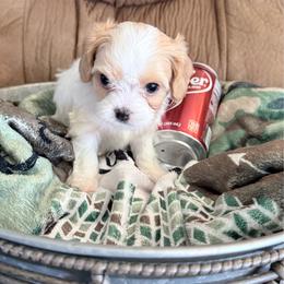 Truffle - Blenheim female Cavapoo puppy in Nevada, Missouri from Backroad Fur Babies