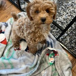Cockapoo Puppies from M&M Cockapoos of Iowa