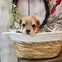 Goldie - Gold female Morkie puppy in Monticello, Iowa from Ashley’s Puppies