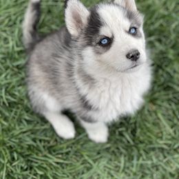 Chinese Crested and Pomsky Puppies from Willow Creek Cresteds