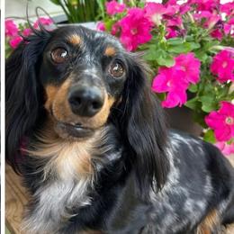 Luna - Dachshund