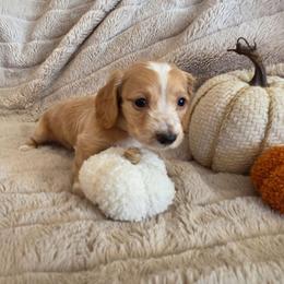 AKC Purple Collar - Piebald female Dachshund puppy in Mesa, Arizona from Diamondback Doxie