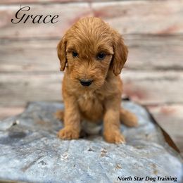 Grace - Goldendoodle puppy in Lancaster, Minnesota from North Star Dog Training