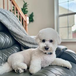Zach - Bichon Frise