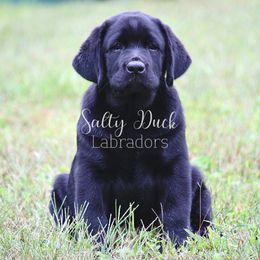 Labrador Retrievers from Salty Duck Labradors