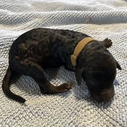 Boy 5 - male Poodle puppy in St. Johnsbury, Vermont from Poodles of the Northern Woods