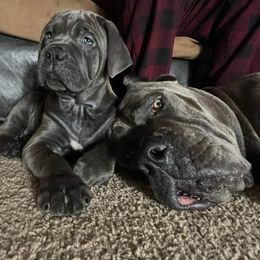 Cane Corso Puppies from Samantha Jackson