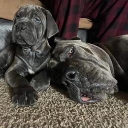 Cane Corso Puppies from Samantha Jackson