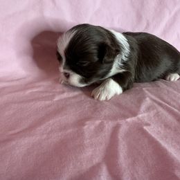 Girl - Chocolate female Shih Tzu puppy in Milford, Delaware from Spunky Shih-Tzus Delaware (Spunky Shih-Tzus)