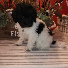 Double Doodle Puppies from Doodle-4-Dayz