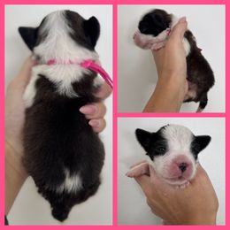 Pink - Mahogany and white female Saint Bernard puppy in Ladysmith, Wisconsin from Northwoods Saint Bernards