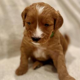 Lily - Apricot female Goldendoodle puppy in Beaverton, Oregon from Mini Goldendoodles