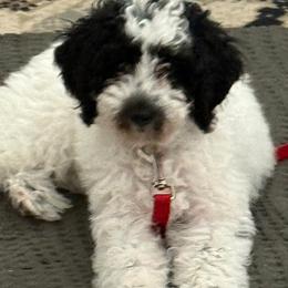 Goldendoodle Puppies from We R Mini Doodles