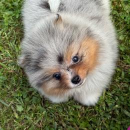 Disney - Blue merle female Pomeranian puppy in Newark, Ohio from Keeperofstars Pomeranians