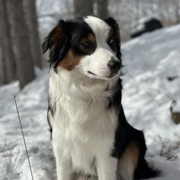 Australian Shepherds from Frozen Nort Aussies